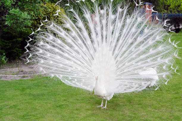 istock Male white peacocks are spread tail-feathers I 689444136