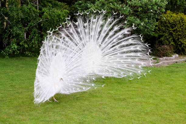 istock Male white peacocks are spread tail-feathers VII 689444176