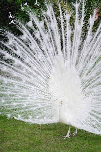istock Male white peacocks are spread tail-feathers V 689444228