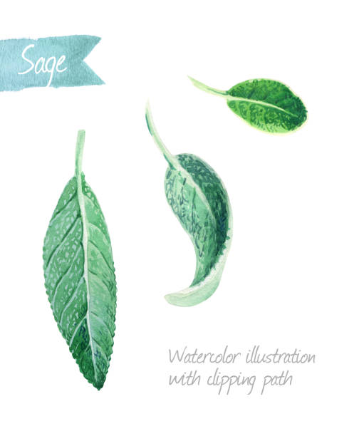 Sage leaves isolated on white watercolor illustration Watercolor illustration of fresh sage leaves isolated on white background with clipping path included serbia and montenegro stock illustrations