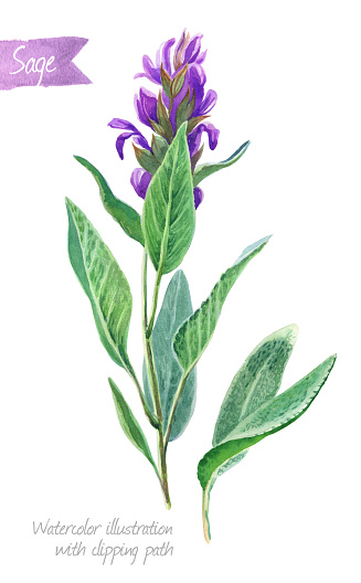 Watercolor illustration of fresh sage plant with flowers and leaves isolated on white background with clipping path included