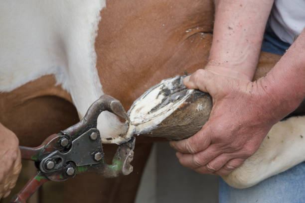 istock Horse hoof trimming 689444376