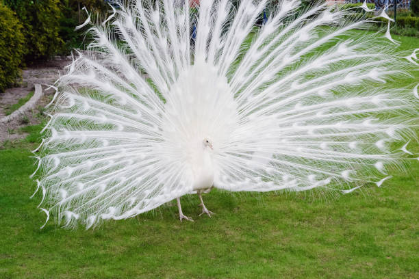 istock Male white peacocks are spread tail-feathers 689444410