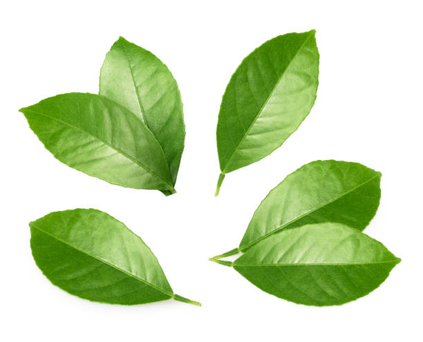 istock Citrus leaves isolated on white background 689444700