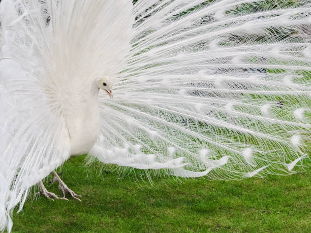 istock Male white peacocks are spread tail-feathers XVIII 689444920