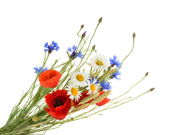 Bouquet of beautiful flowers (Cornflowers, chamomiles wheat and poppies) isolated without shadow