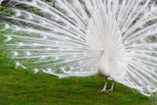 istock Male white peacocks are spread tail-feathers XXI 689444950