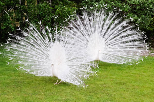istock Male white peacocks are spread tail-feathers VIII 689444980