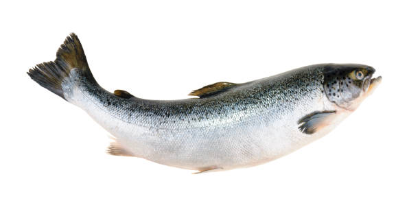 salmón pescado aislado sobre fondo blanco sin sombras - salmón pescado fotografías e imágenes de stock