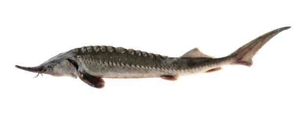 istock Fresh sturgeon fish isolated on white without shadow 689445060