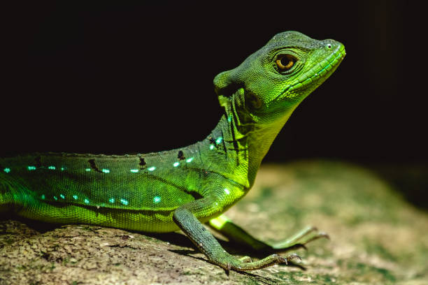 istock Close up of the green lizard 689449906