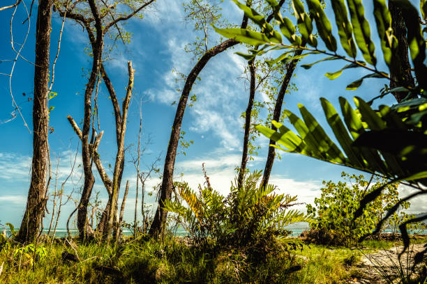 istock Coast of the sea 689449926