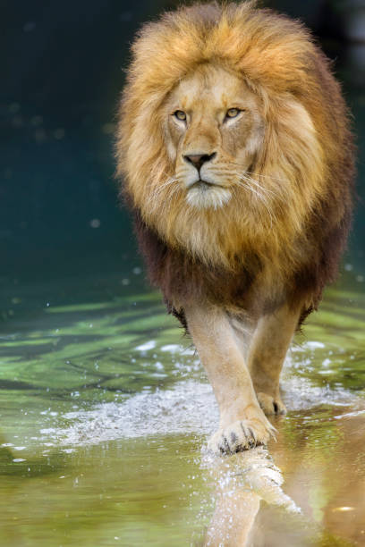 Lioness drinking in a pond inside the enclosure