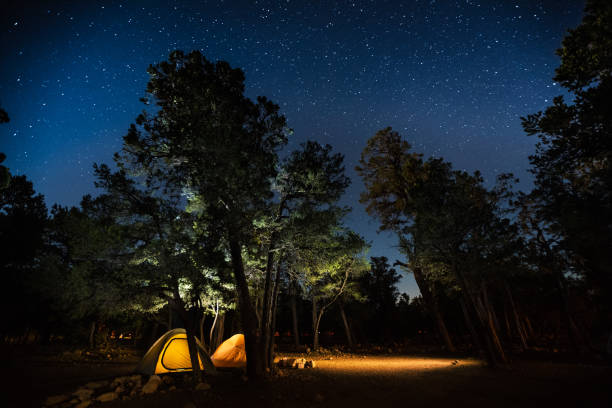 istock Two tents set among the trees 689453272