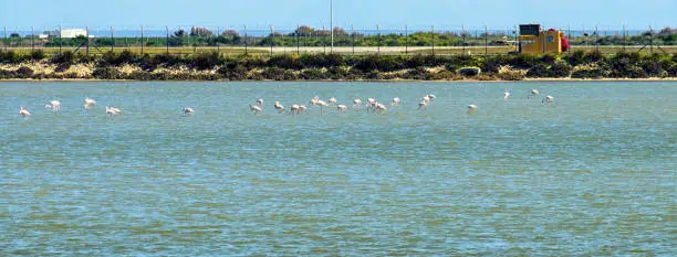 Flamingo on the salt lake in Larnaca, Cyprus.