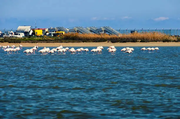 Flamingo on the salt lake in Larnaca, Cyprus.