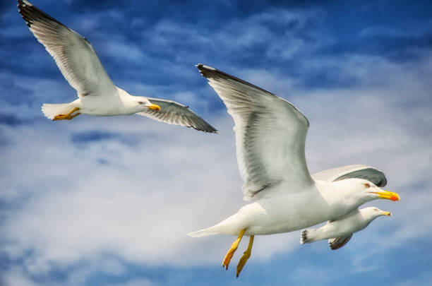 istock Gulls flying in the sky over Mount Athos 689453660