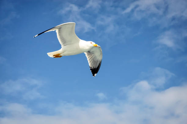 istock Seagulls following the ferry 689453728