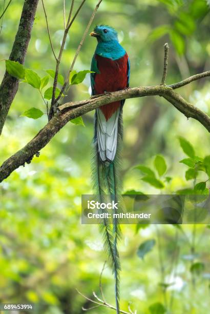 Male Of Resplendent Quetzal Stock Photo - Download Image Now - Quetzal, Resplendent Quetzal, Costa Rica