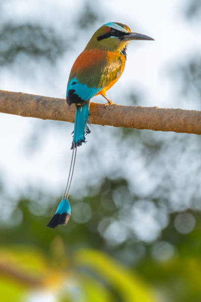 motmot à sourcils turquoise - ortalide motmot photos et images de collection