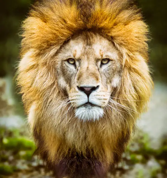 Photo of African lion headshot looking to camera