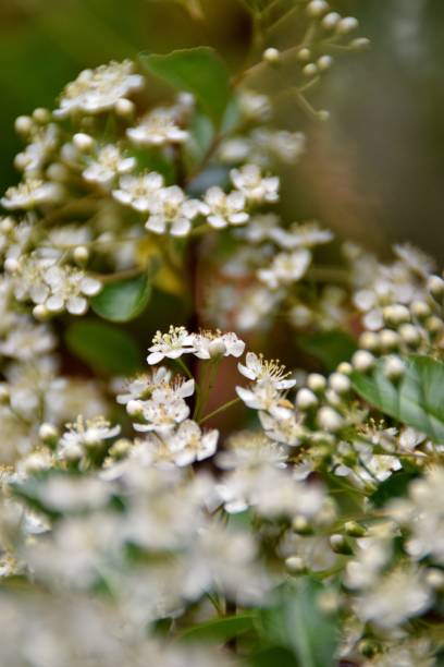 White pyracantha flowers Close-up of white pyracantha flowers albero stock pictures, royalty-free photos & images