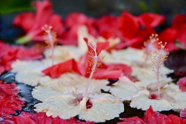 istock Flowers floating in a pond, Bali 689465606