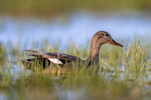 istock Male Gadwall swimming in wetland 689477786