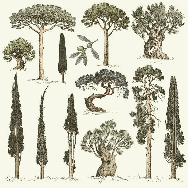 illustrations, cliparts, dessins animés et icônes de grand ensemble de gravé, arbres dessinés à la main inclut les pins, les oliviers et les cyprès, objet isolé fir tree forest - tree cypress tree vector silhouette
