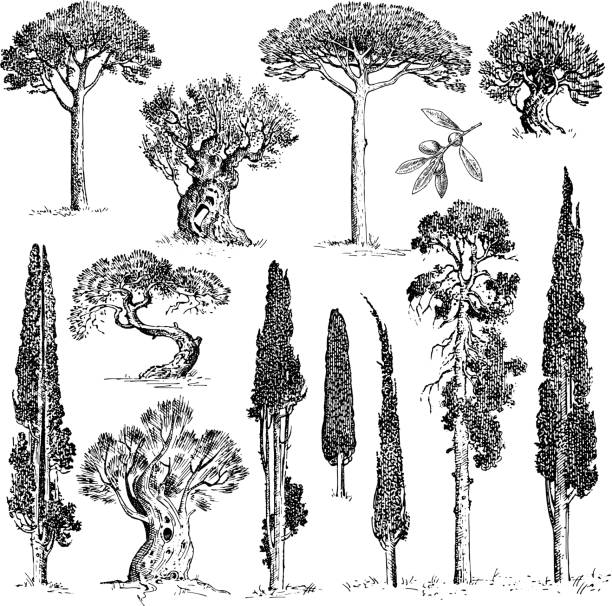 illustrations, cliparts, dessins animés et icônes de grand ensemble de gravé, arbres dessinés à la main inclut les pins, les oliviers et les cyprès, objet isolé fir tree forest - tree cypress tree vector silhouette