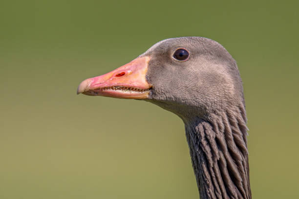 istock Friendly Head of Greylag goose 689478512