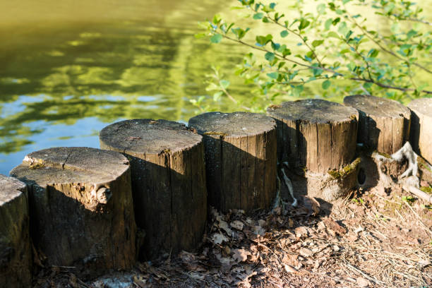 istock Old wooden columns on the river bank. 689479026