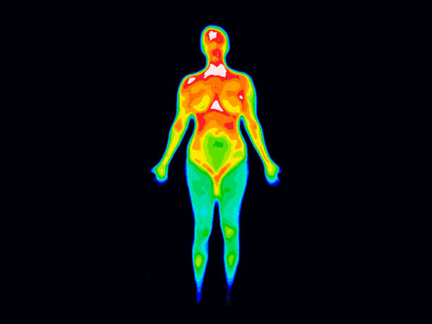 Thermography Whole Body Front Thermographic image of the front of the whole body of a woman with the photo showing different temperatures in a range of colors from blue showing cold to red showing hot which can indicate joint inflammation. thermal image stock pictures, royalty-free photos & images