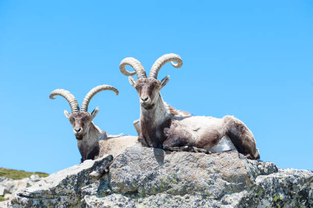 capra sdraiata sulla pietra del monte gredos - pyrenean foto e immagini stock