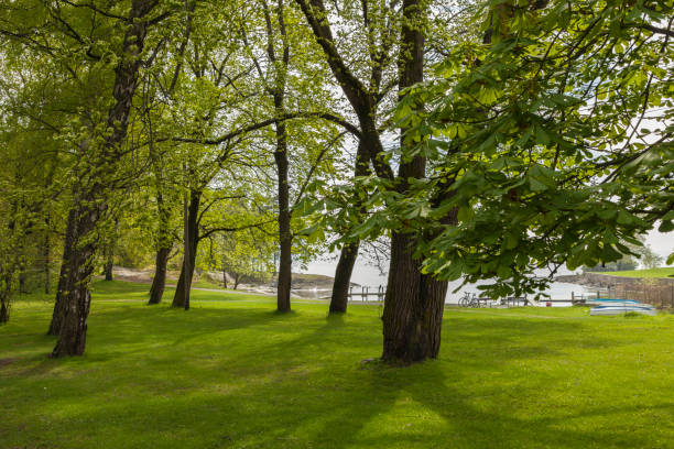 istock Park with deciduous trees near by the sea in spring. 689484700
