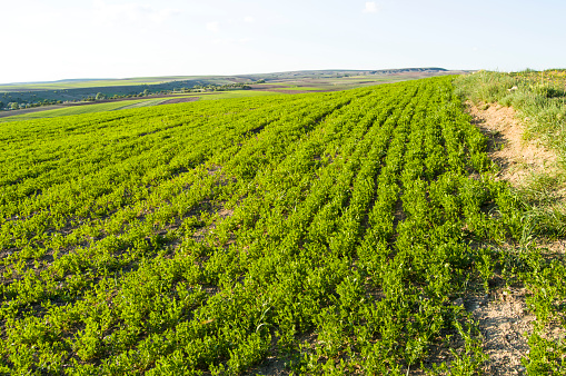 Pictures of immature green lentil plants in the field