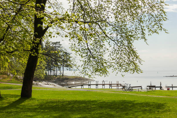 istock Park with deciduous trees near by the sea in spring. 689493360