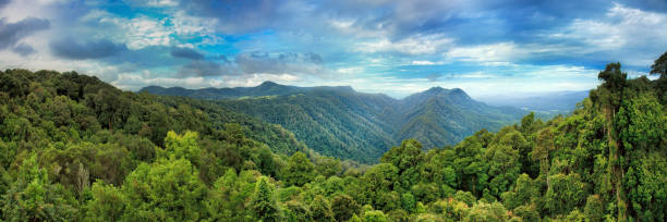 QE Dorrigo blueM Pan Wide panorama from tourist lookout in Dorrigo National park towards mountain ranges and hills covered by thick evergreen cold rainforests - a unique remainder of ancient Gondwana continent in Australia. blue mountains australia photos stock pictures, royalty-free photos & images