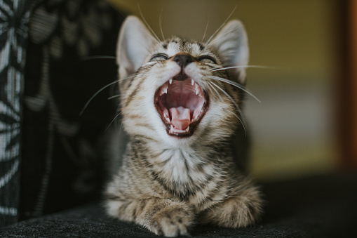 Little cute sleepy domestic cat sitting on a couch and yawning