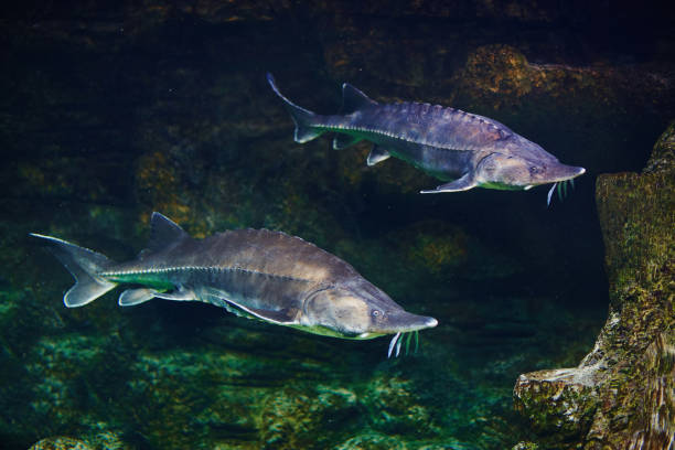 Alive sturgeon in aquarium stock photo