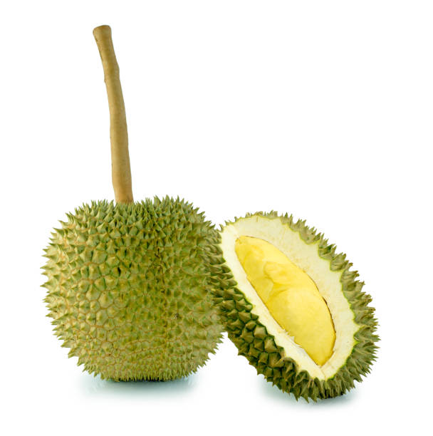 istock Long stem or Kan yao durian,The Most Expensive Durian. 689493950