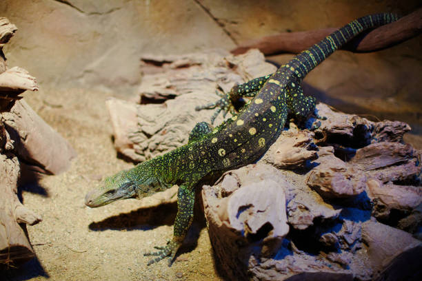 istock Iguana closeup portrait in terrarium, lizard 689494048