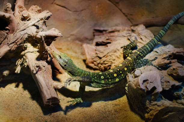 istock Varanus closeup portrait in terrarium, lizard 689494054