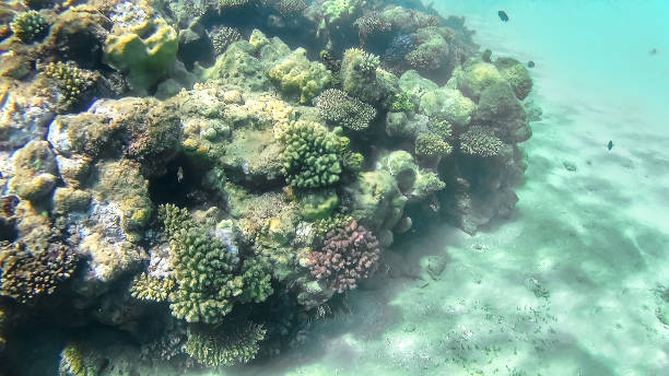 bright colored coral reef in the red sea in hurghada, egypt, sunlight, waves, under water - safaga imagens e fotografias de stock