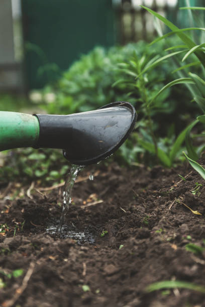 istock Water the soil from the watering can. Close-up, concept gardening, yard work 689496792