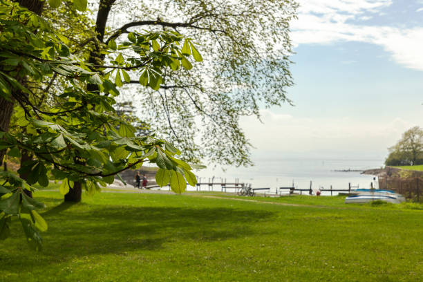 istock Park with deciduous trees near by the sea in spring. 689497860
