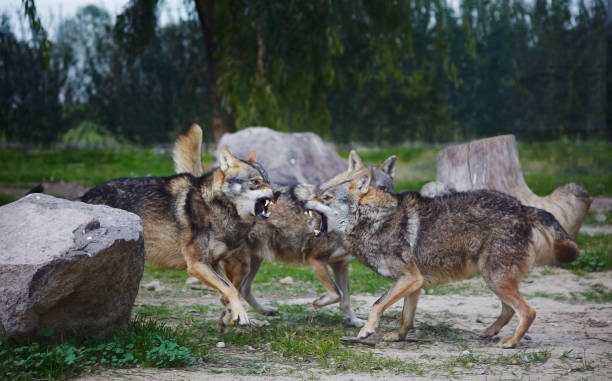 Wolves fighting stock photo