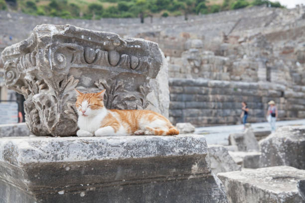 istock Wild cat at Ephesus Ancient City in Turkey 689501346