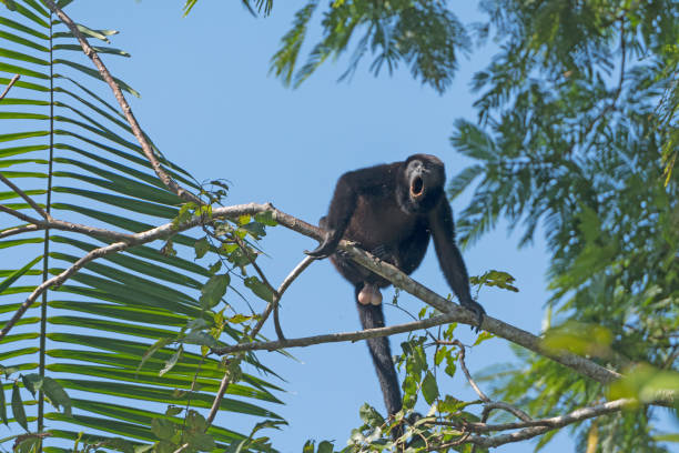 istock Male Howler Monkey howling in the Trees 689501392