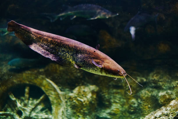Huge catfish in nature Huge catfish in nature wels catfish stock pictures, royalty-free photos & images